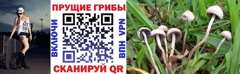 как найти наркотики  Лахденпохья  Псилоцибиновые грибы MAGIC MUSHROOMS 